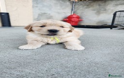 Golden Retriever dogs for sale: Litter of Golden Retriever Puppies Ready Now. - Image 3