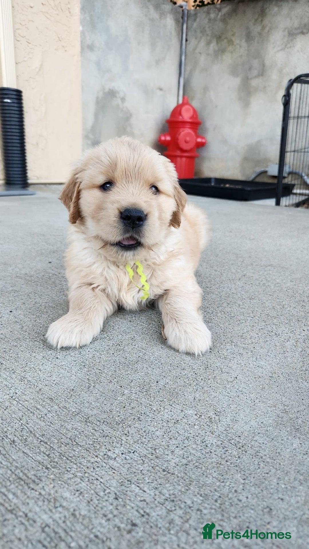 Golden Retriever dogs for sale: Litter of Golden Retriever Puppies Ready Now. - Image 3