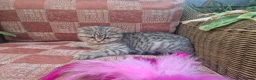British Shorthair cats for sale: 💙ABSOLUTELY STUNNING BRITISH SHORTHAIR BOYS💙 - Advert 5