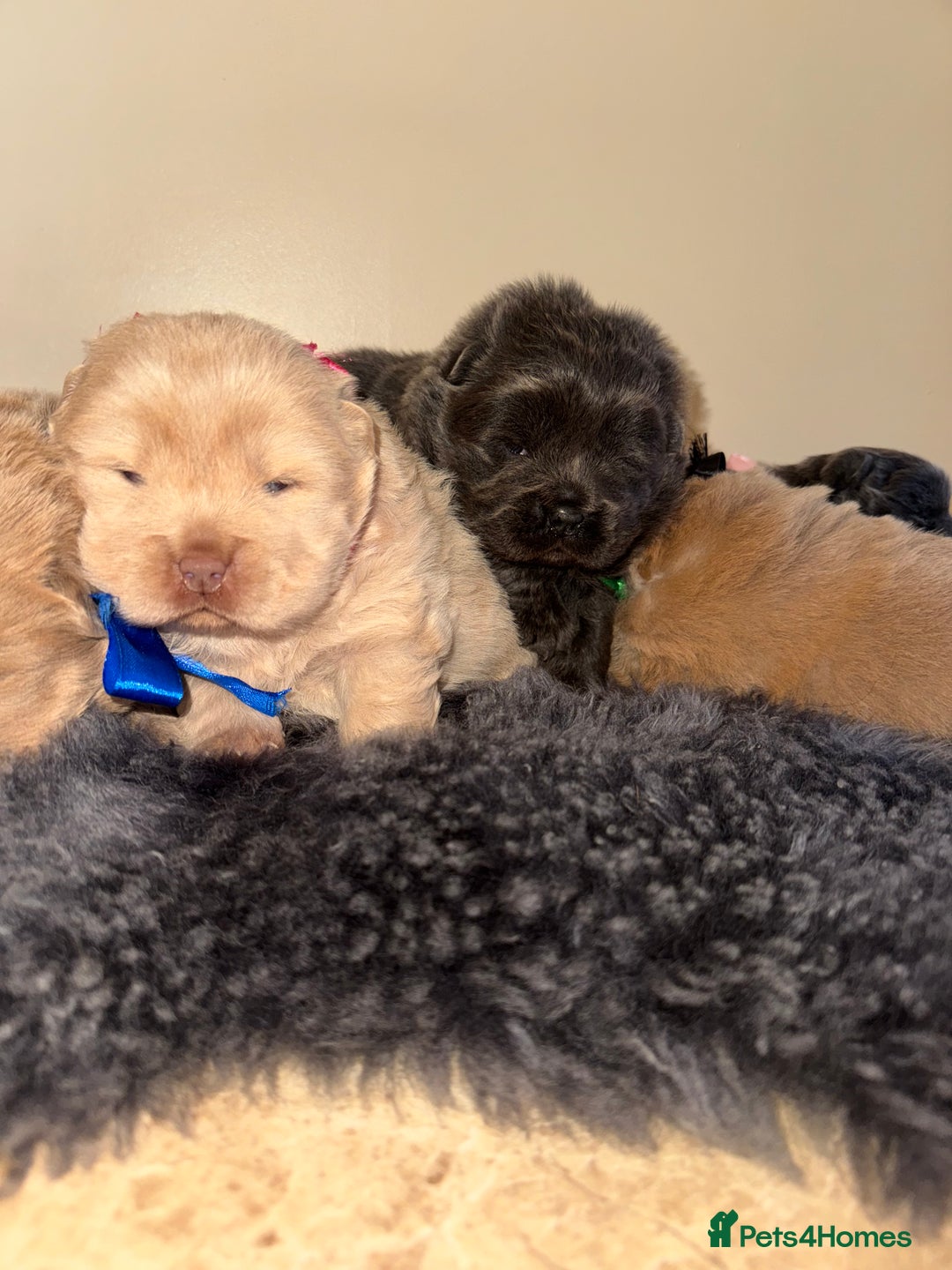 Chow Chow dogs for sale: Stunning kc reg puppies  - Advert 8