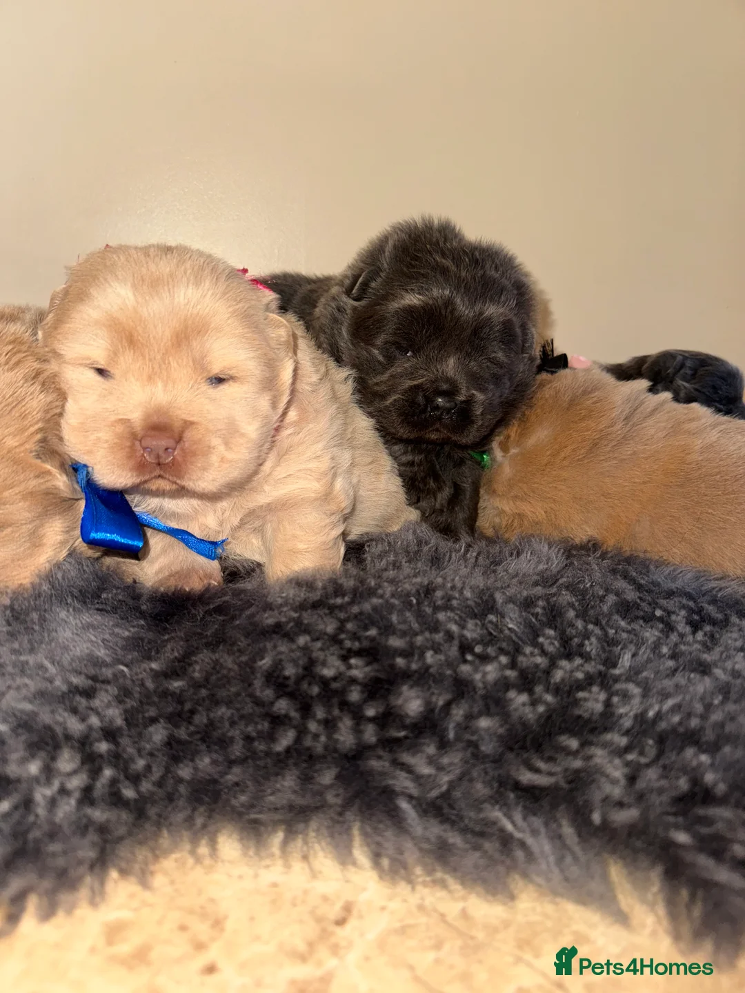 Chow Chow dogs for sale: 3 beautys left ⭐️  - Advert 23