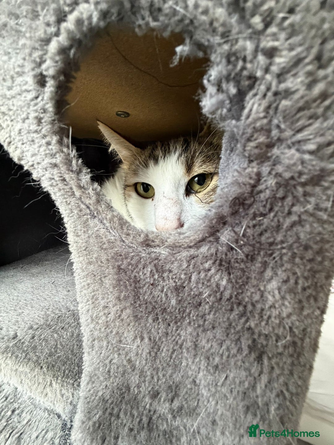 Mixed Breed cats for adoption: They Survived. Now They’re Ready to Be Loved - Advert 2