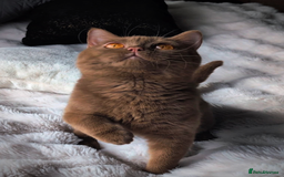 British Shorthair cats for stud: 💦CINNAMON BSH❣️GCCF & TICA active💙STUD 🩸Blood B - Image 6
