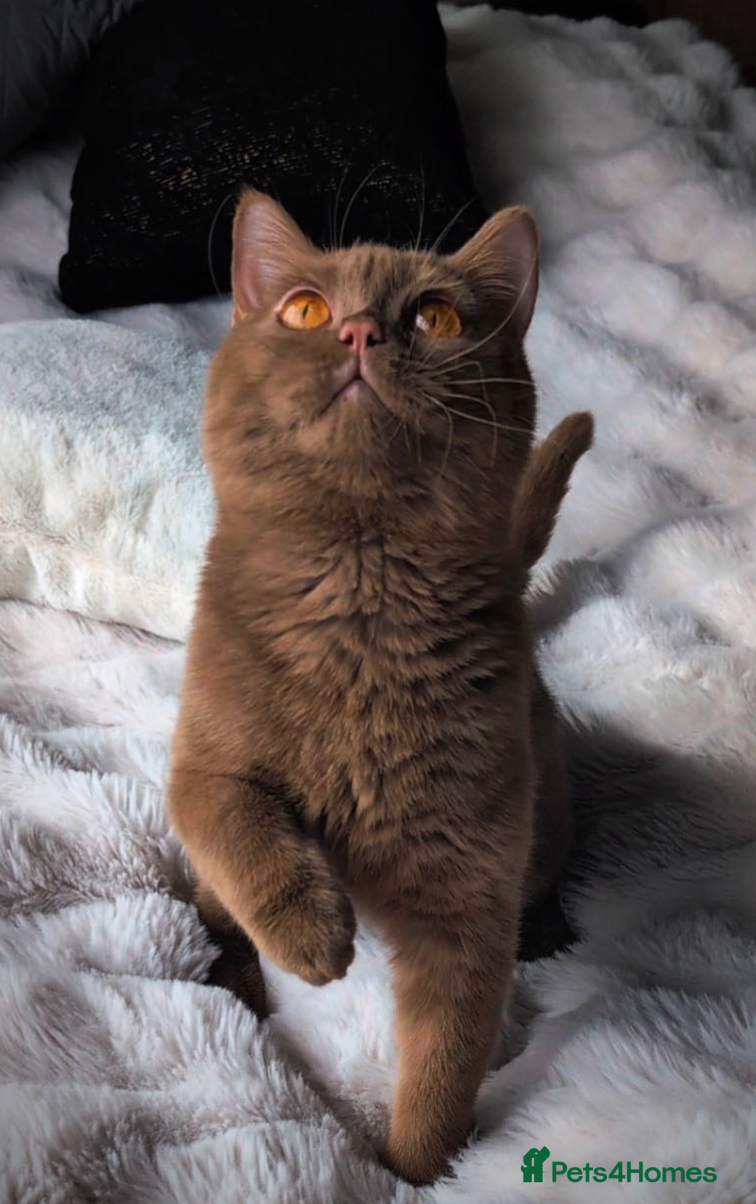 British Shorthair cats for stud: 💦CINNAMON BSH❣️GCCF & TICA active💙STUD 🩸Blood B - Image 6