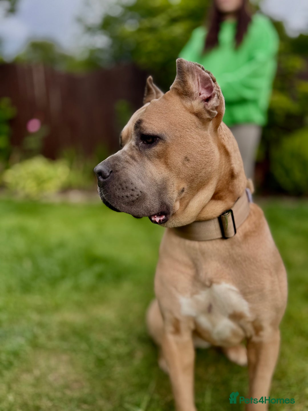 Cane Corso dogs for sale: 5 Gorgeous Black Cane Corsos ready to go🤍 - Image 8