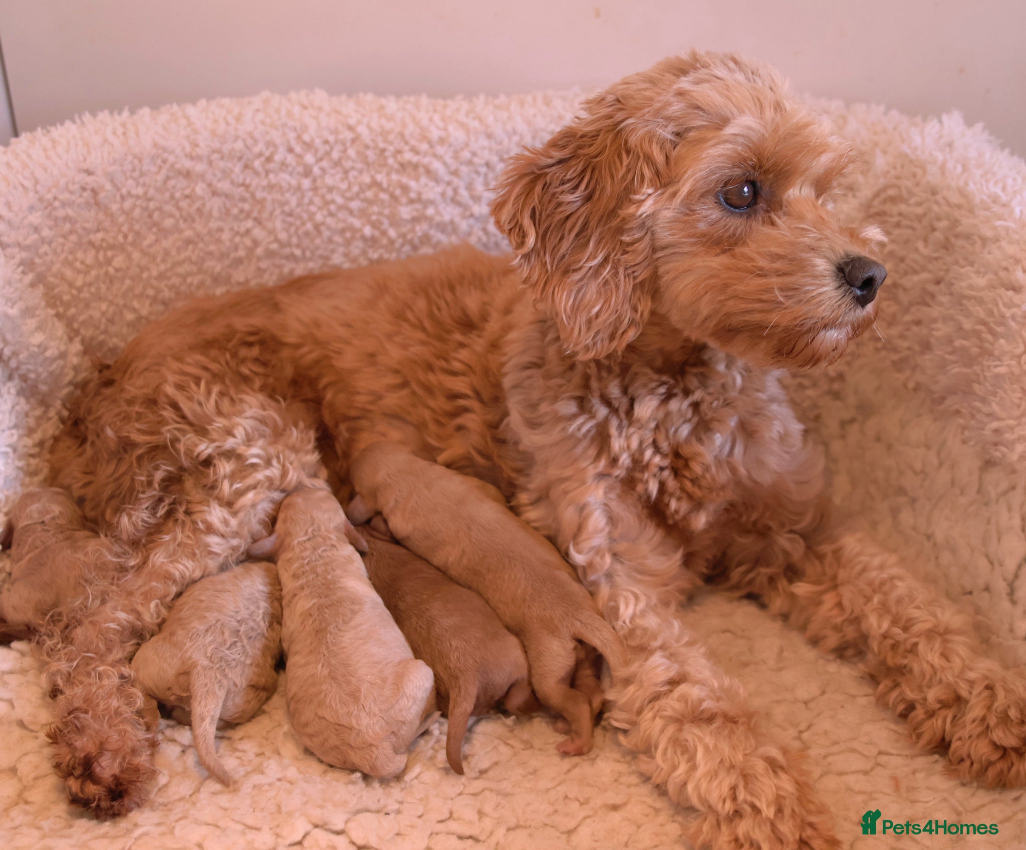 Cavapoo dogs 5*Licensed+DNAtested+Vetchecked+Red+Apricot+Cream - Advert 1