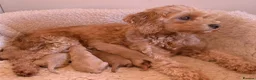 Cavapoo dogs for sale: 5*Licensed+DNAtested+Vetchecked+Red+Apricot+Cream - Advert 25