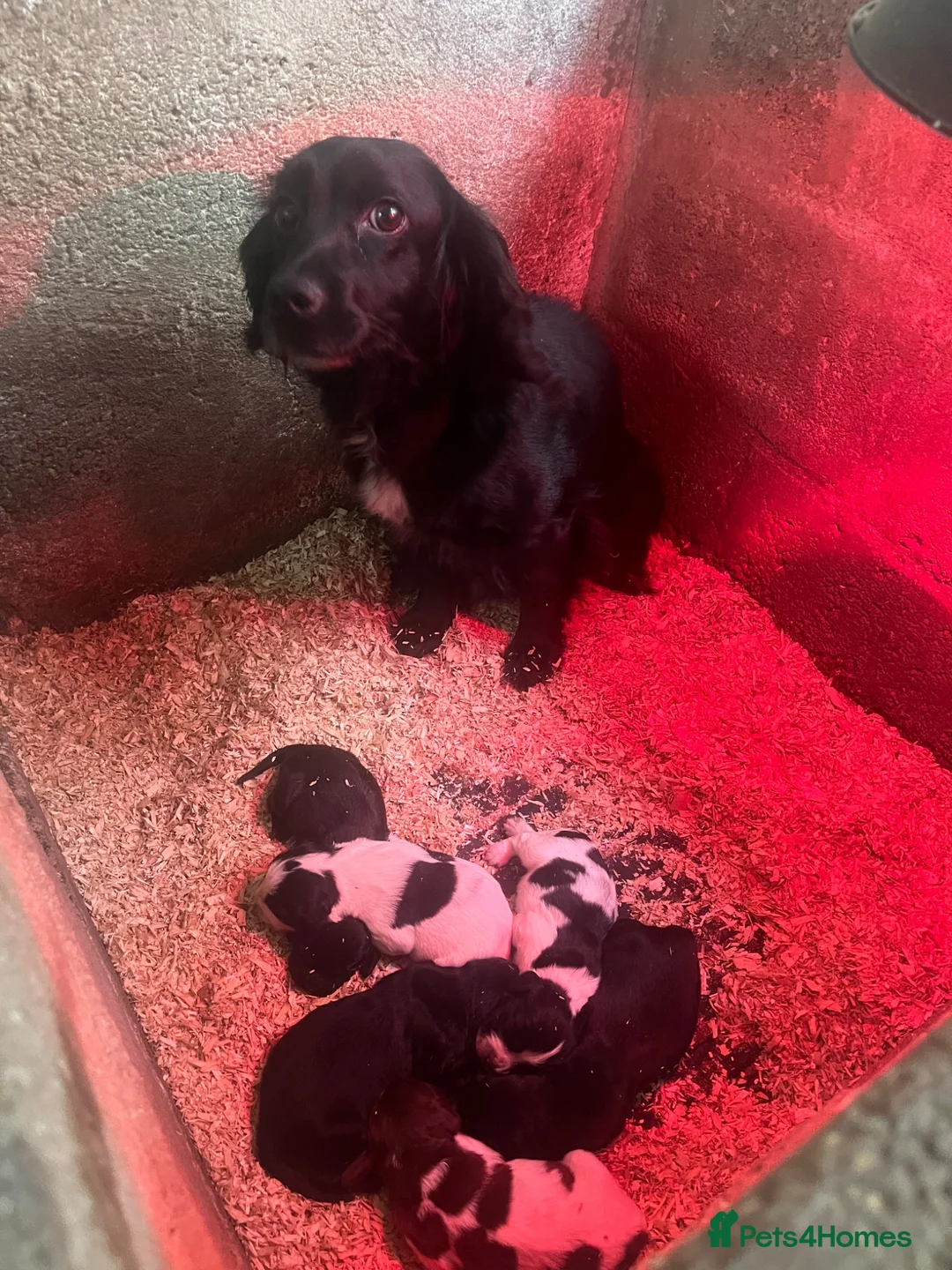 Cocker Spaniel dogs for sale: Working Cocker Spaniels in Haverfordwest - Advert 1