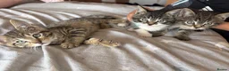 Mixed Breed cats for sale: 8 week old male kittens - Advert 4