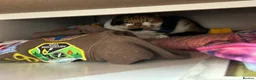 Domestic Shorthair cats for sale: 2 cats- sisters, loving personalities  - Advert 4