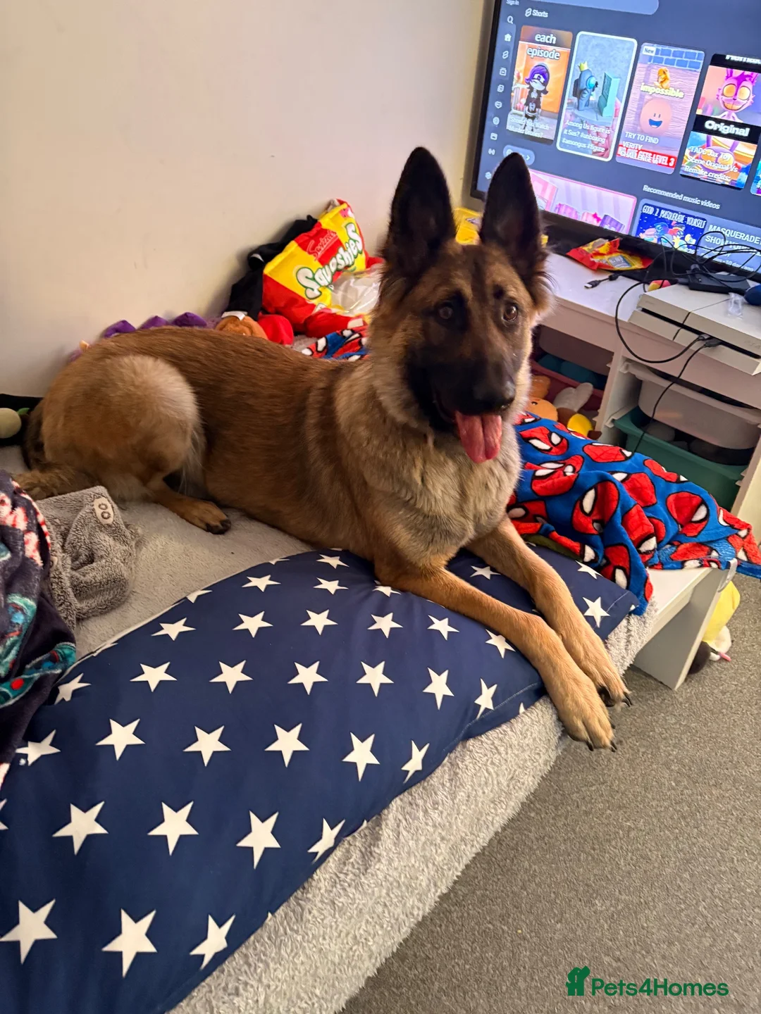 Mixed Breed dogs for sale: free German Shepard cross in Doncaster - Advert 2