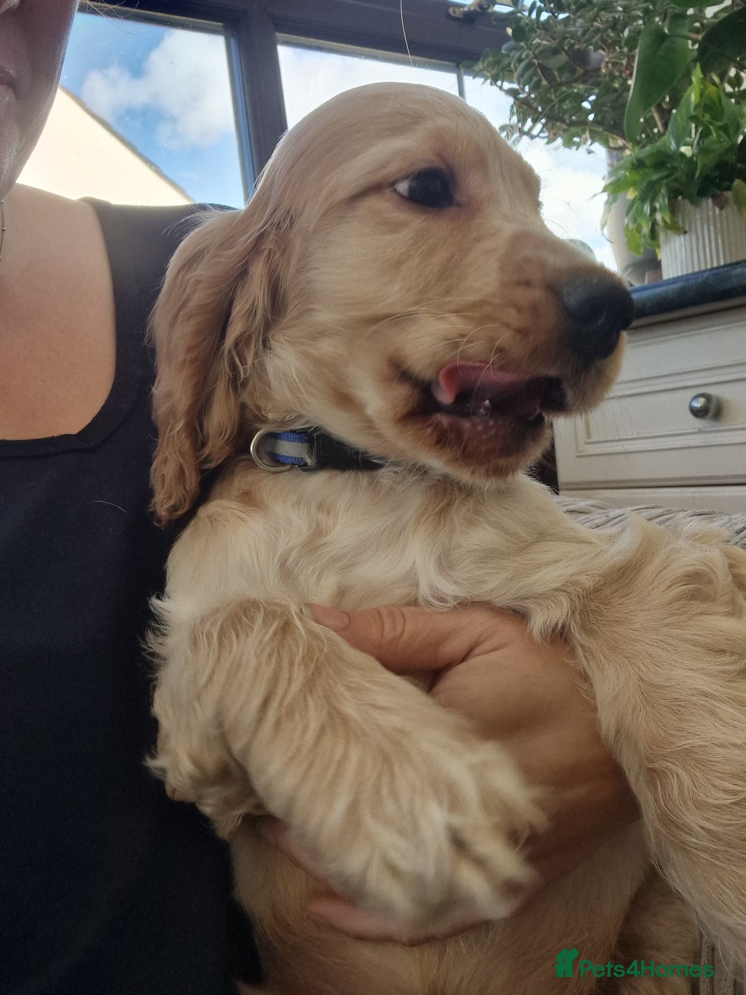 Cocker Spaniel dogs for sale: Pedigree English Show Cocker Spaniel Puppies - Advert 9