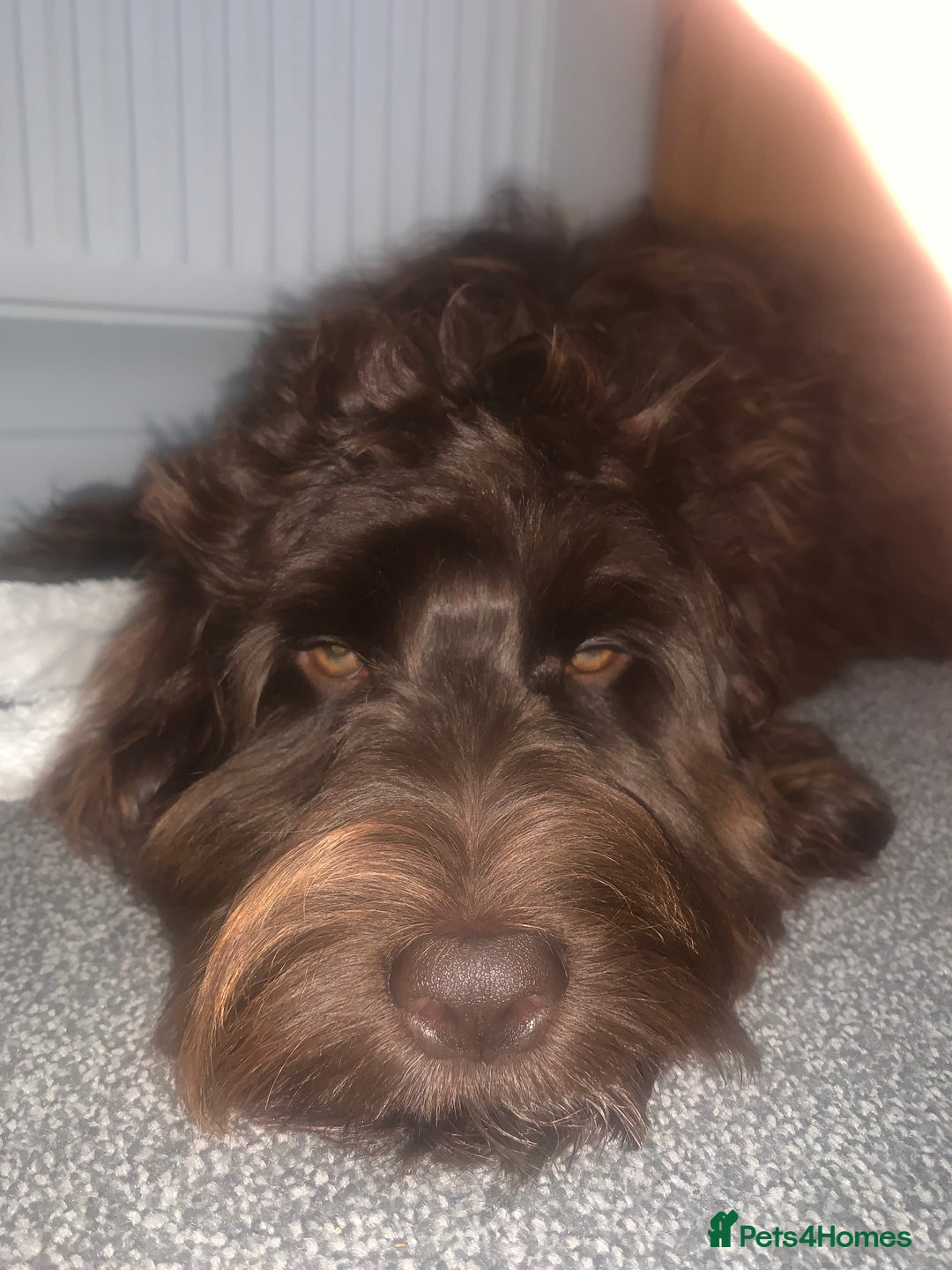 Cockapoo dogs for sale: 1 year old male cockapoo  - Advert 20