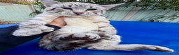 Savannah cats for sale: Superb polydactyl snow leopard girl  - Advert 2