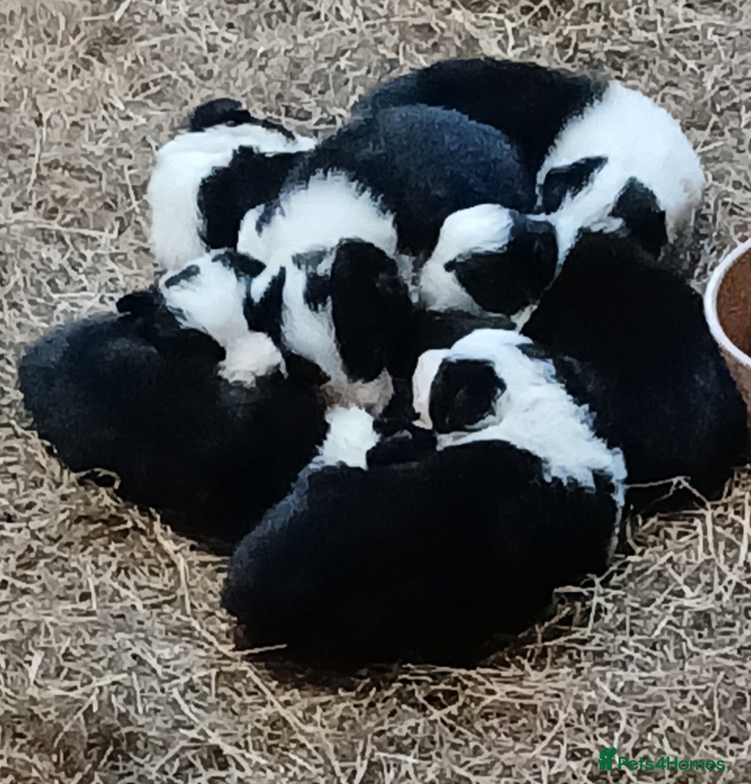 Border Collie dogs for sale: Border Collie puppies for sale  - Advert 11