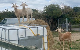 Goats livestock for sale: Goat family for Sale. - Image 1