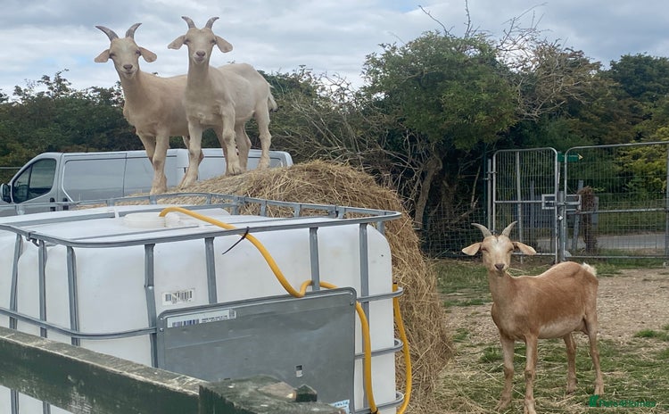 Goats livestock - Advert 1