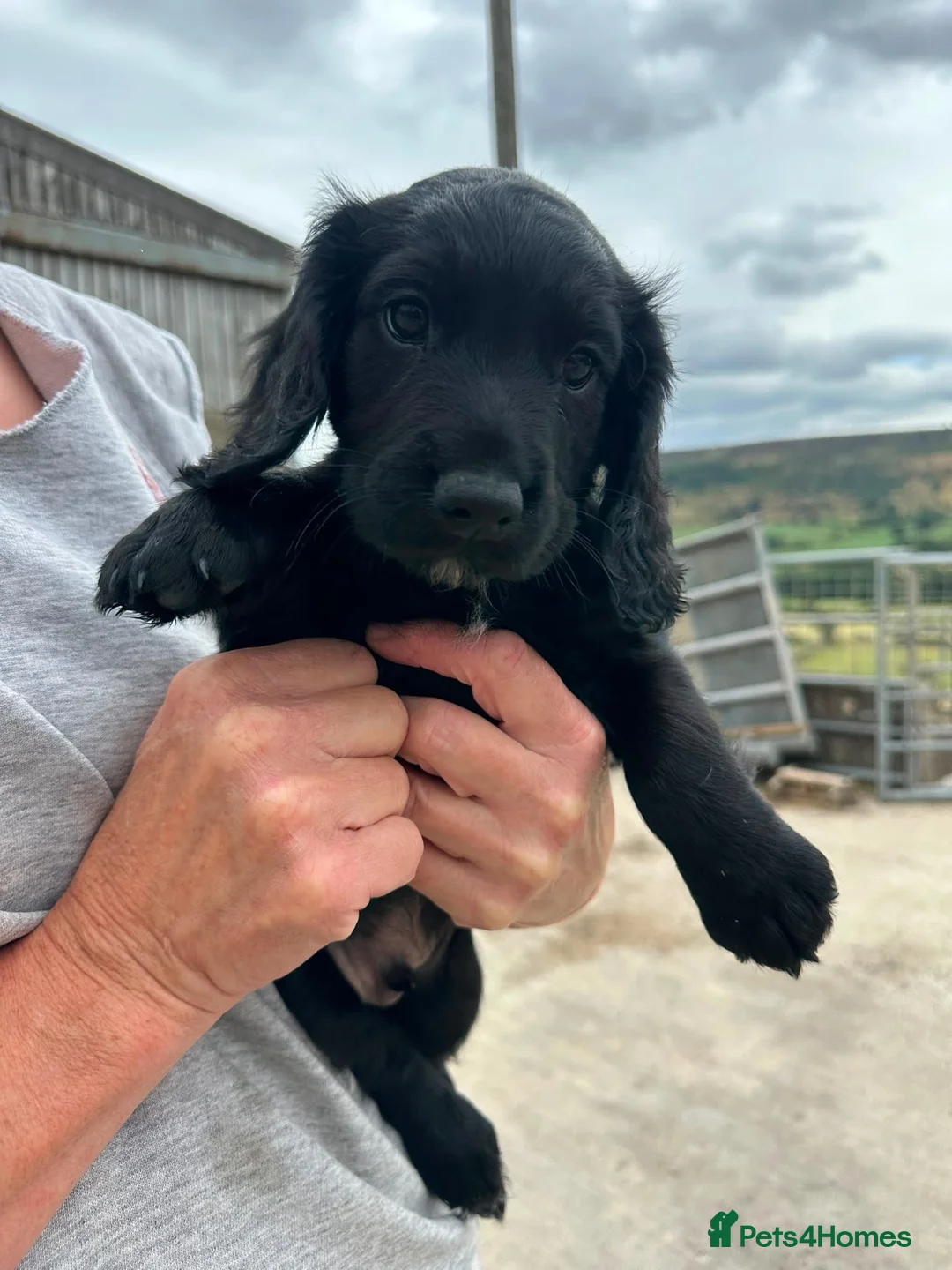 Cocker Spaniel dogs for sale: Cocker spaniel pups - READY NOW  in Whitby - Advert 2