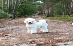 Goldendoodle dogs for sale: 7 beautiful golden doodles  - Advert 11