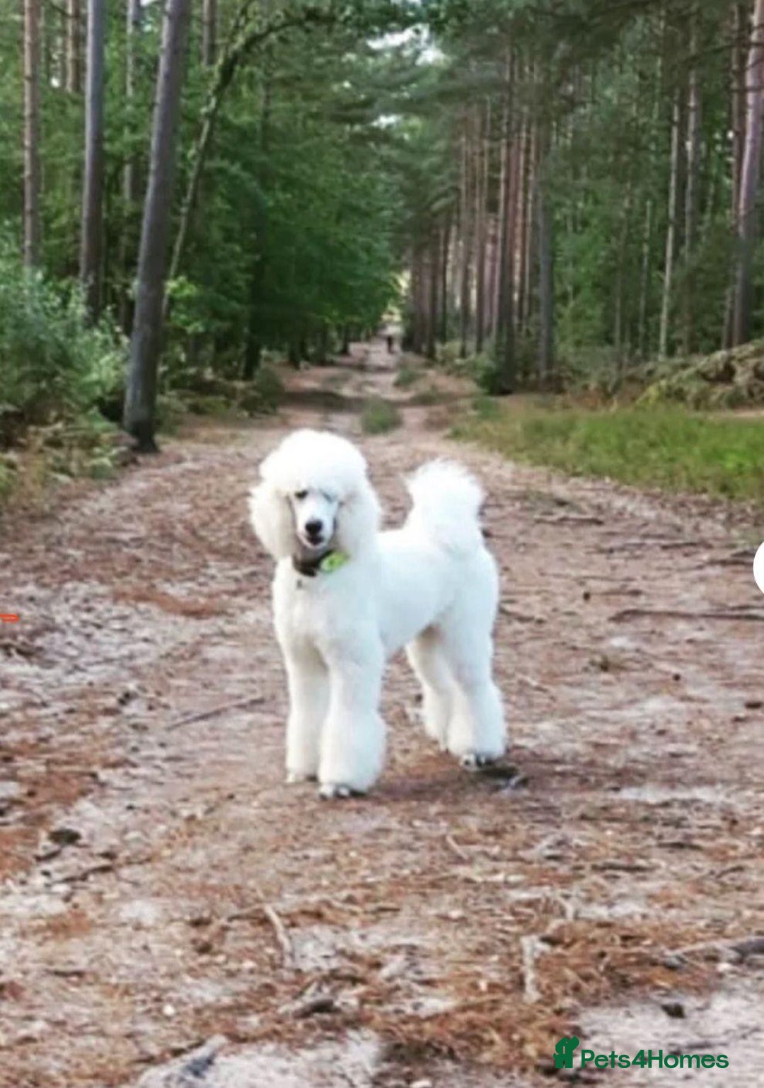 Goldendoodle dogs for sale: 7 beautiful golden doodles  - Advert 11