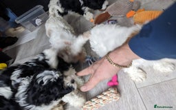 Cavapoo dogs for sale: Beautiful black and white cavapoo’s puppies - Advert 12