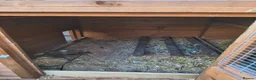 Chickens poultry for sale: Saramas and old English game. - Advert 3