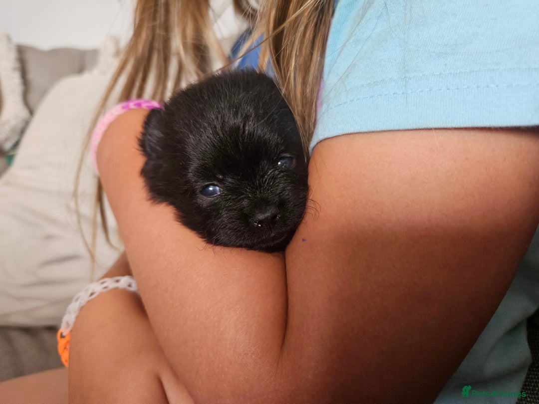 Pomeranian dogs for sale: Beautiful teddy like pomeranians - Image 6