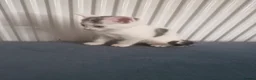 Mixed Breed cats for sale: Kittens for sale - Advert 11