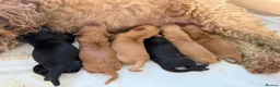 Mixed Breed dogs for sale: Beautiful double doodle puppies in Tredegar - Advert 9