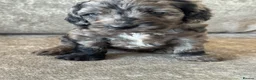 Cockapoo dogs for sale: MERL & CHOCOLATE F1COCKERPOOS HEALTH TESTED PARENT - Advert 13