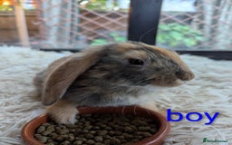 English Lop rabbits for sale: Lop mixed dot baby bunnies - Image 15