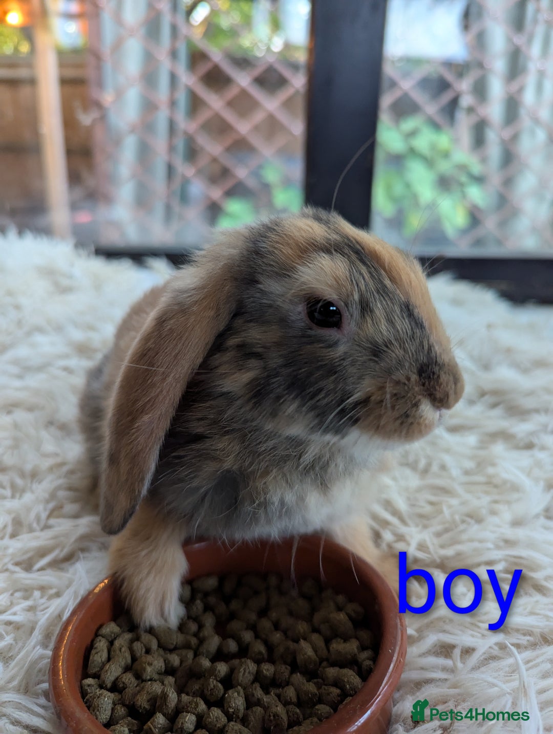 English Lop rabbits for sale: Lop mixed dot baby bunnies - Image 15