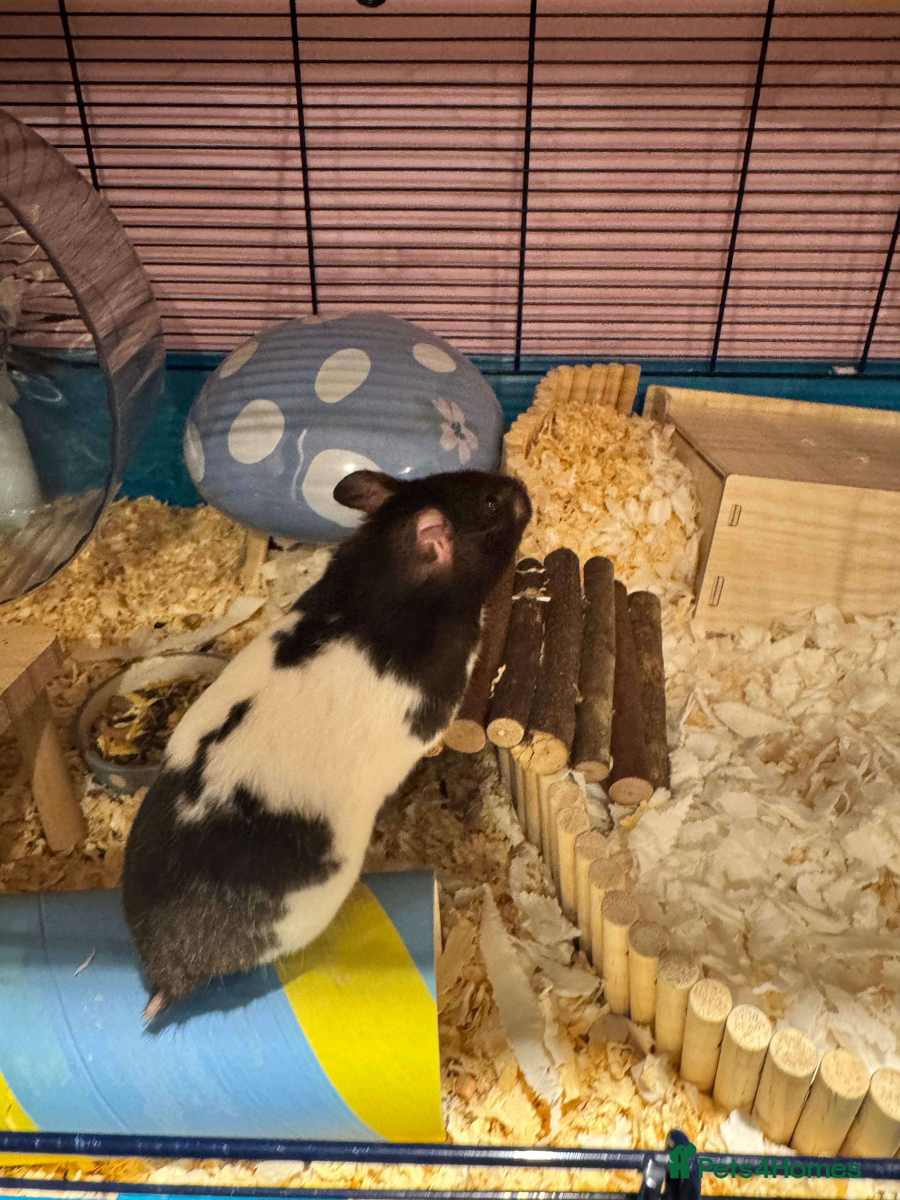 Hamster rodents for sale: Tame older hamsters  - Advert 3