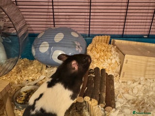 Hamster rodents - Advert 3