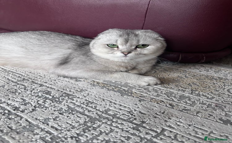 Scottish Fold cats - Advert 3