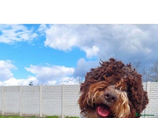 Lagotto Romagnolo dogs Fantastic Lagotto Gino - Advert 9