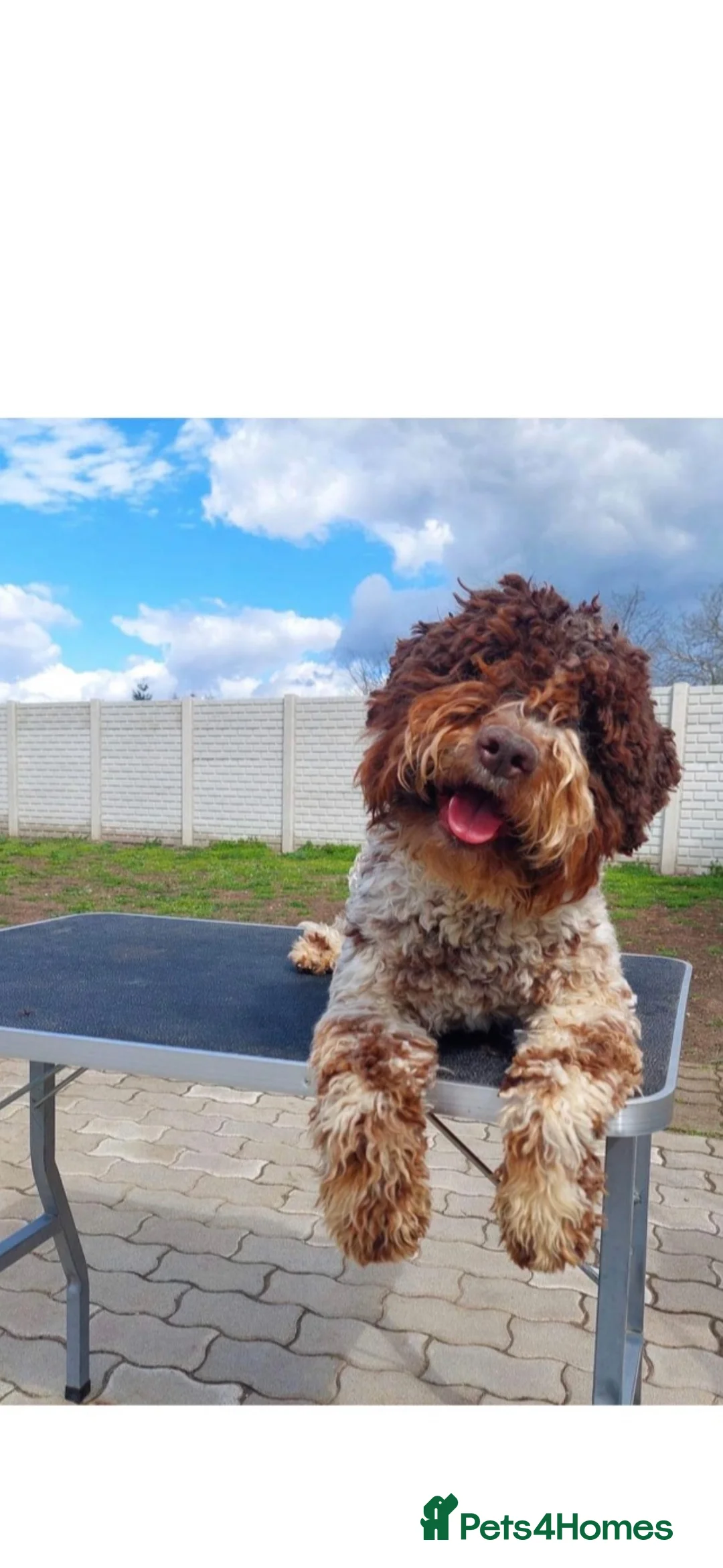 Lagotto Romagnolo dogs for stud: Fantastic Lagotto Gino - Advert 1