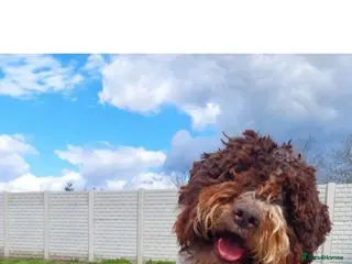Lagotto Romagnolo dogs Fantastic Lagotto Gino - Advert 4