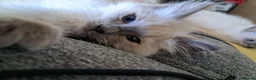 Ragdoll cats for sale: Pure bred beautiful Ragdoll kittens - Advert 9