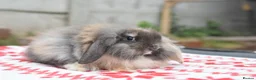 Netherland Dwarf rabbits for sale: ⭐️ Baby rabbits looking for new home ⭐️ - Advert 6
