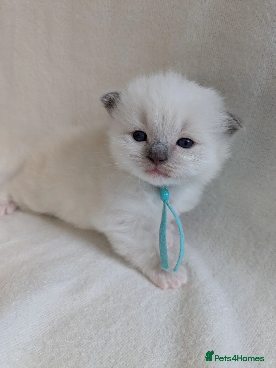 Ragdoll cats for sale: Ragdoll kittens GCCF reg.  - Advert 2