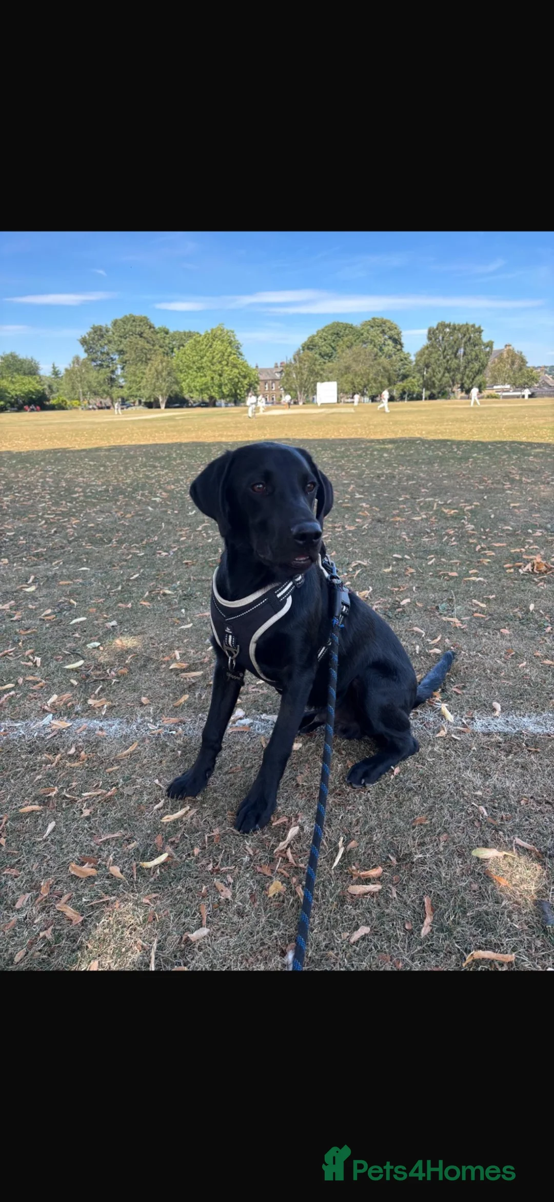 Labrador Retriever dogs for sale: 🐾 SKIPPER – KC REGISTERED WORKING LABRADOR in Pudsey - Advert 2