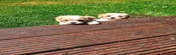 Cavapoo dogs for sale: Beautiful F1 Cavapoo Puppies Ready From 6th June  - Advert 5