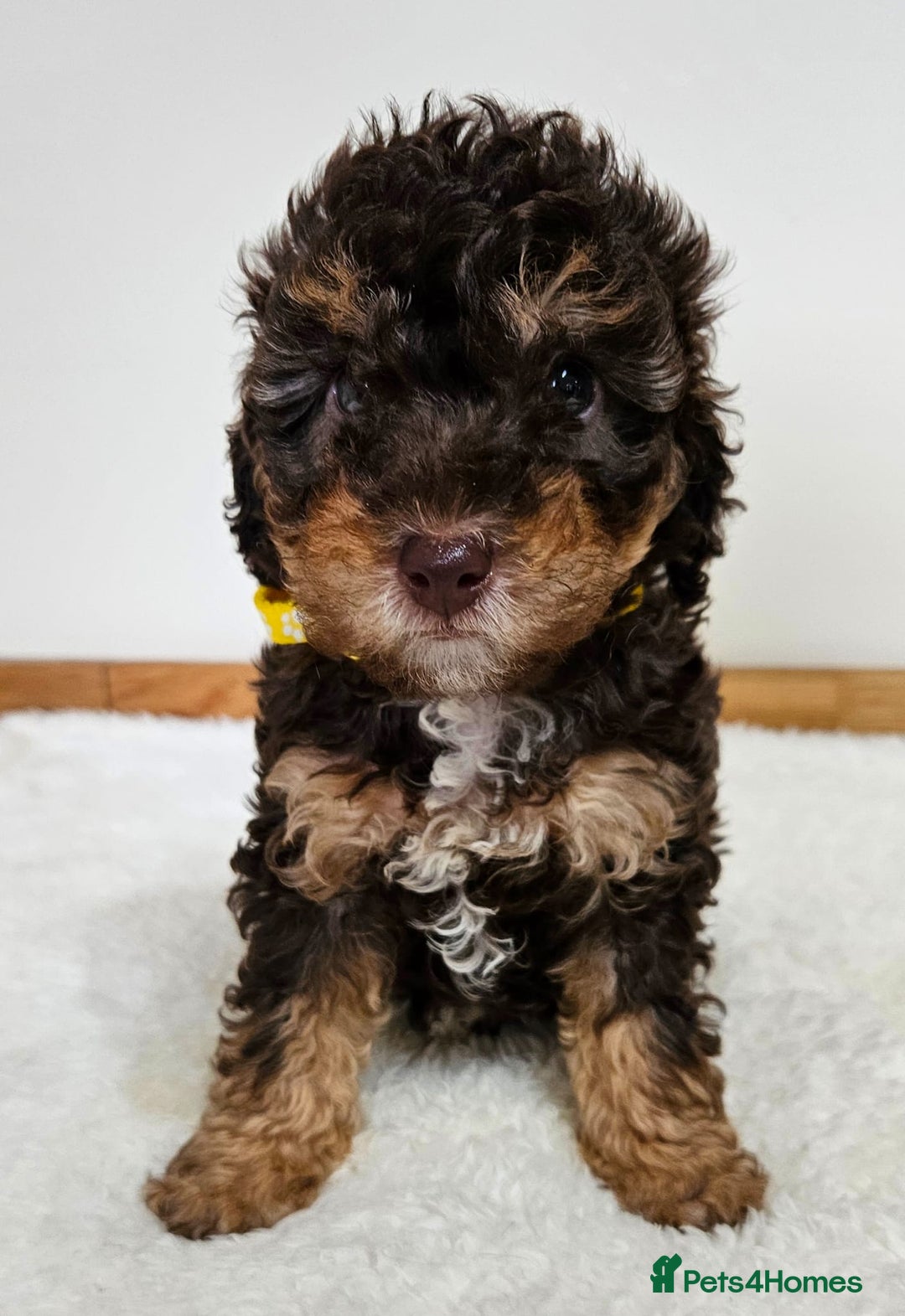 Toy Poodle dogs for sale: Beautiful Toy Poodle Puppies - Advert 10