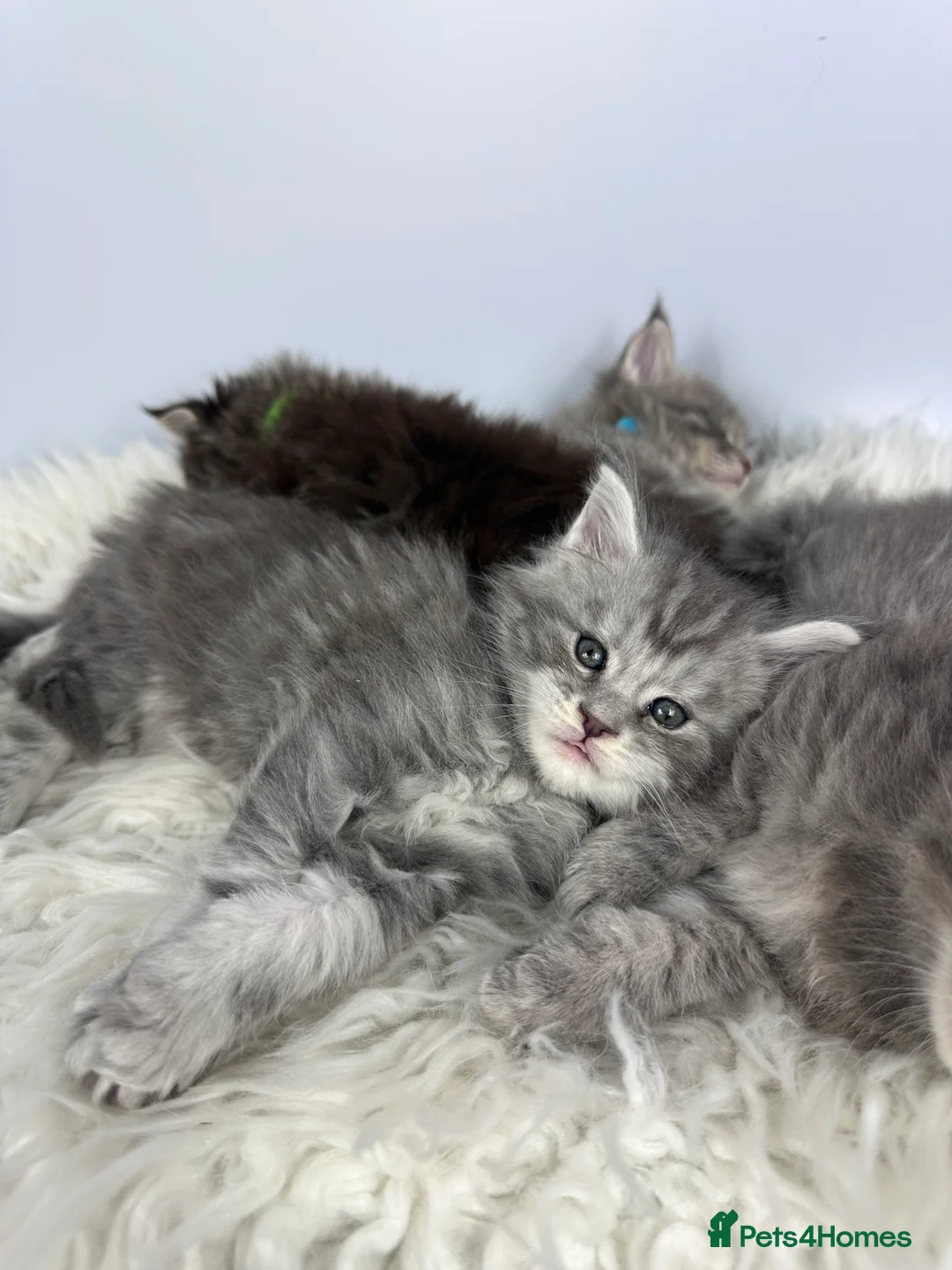 Maine Coon cats for sale: ✨Last 2 Gorgeous Pure Breed Maine Coon Kittens✨ - Advert 14