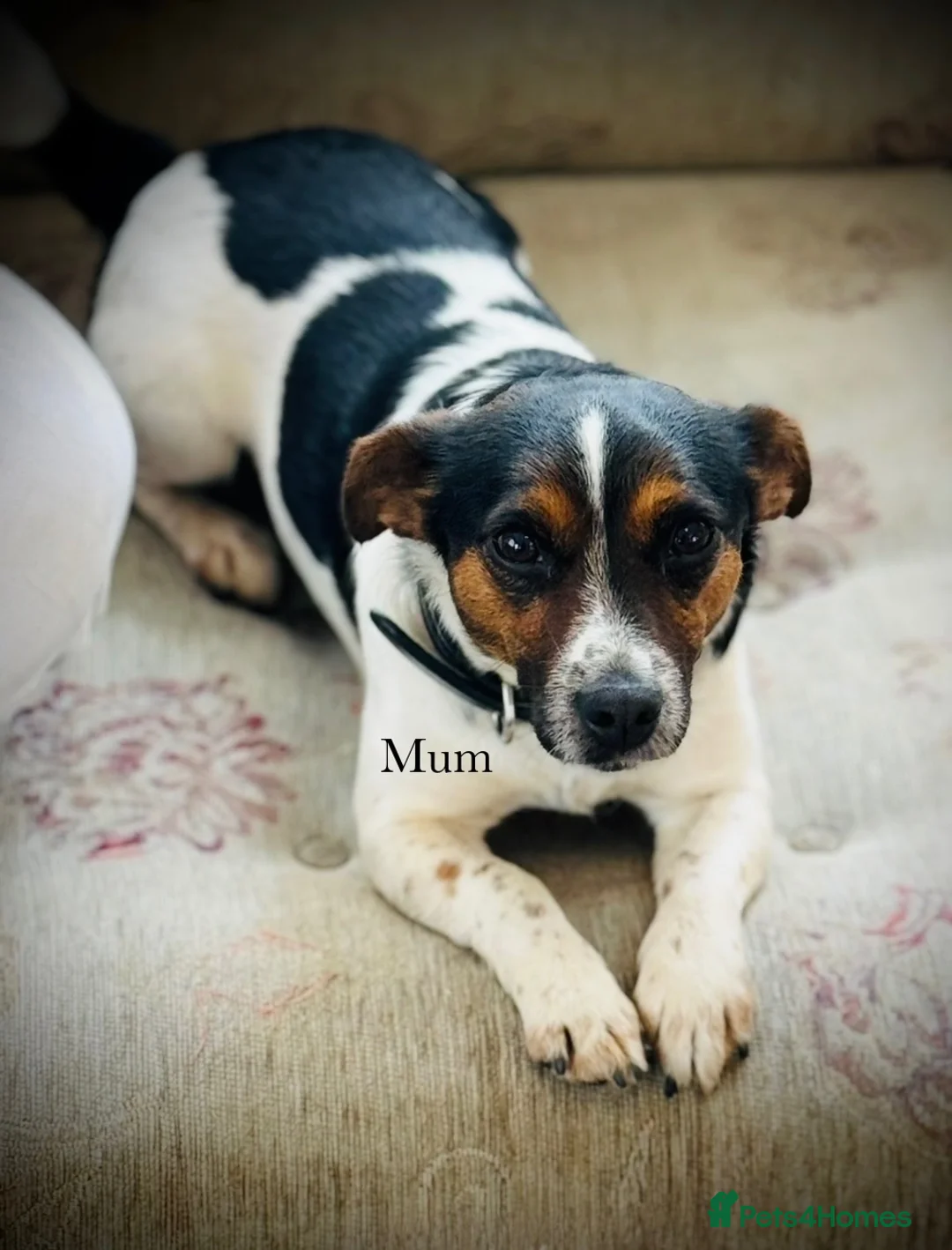 Jack Russell dogs for sale: Beautiful jack pups  in Pontefract - Advert 9
