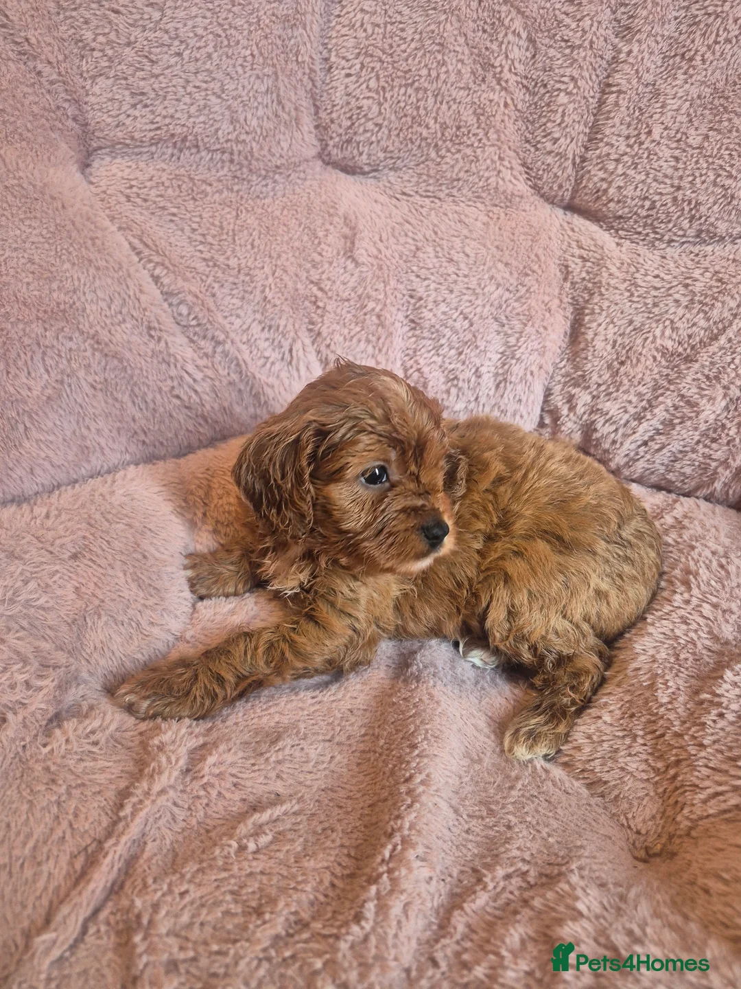 Cavapoo dogs for sale: Gorgeous cavapoo puppies in Leatherhead - Advert 2