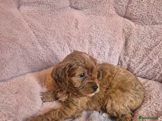 Cavapoo dogs Gorgeous cavapoo puppies - Advert 18