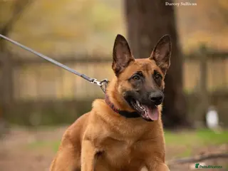 Belgian Shepherd Dog dogs Dutch Herder Male - Advert 1