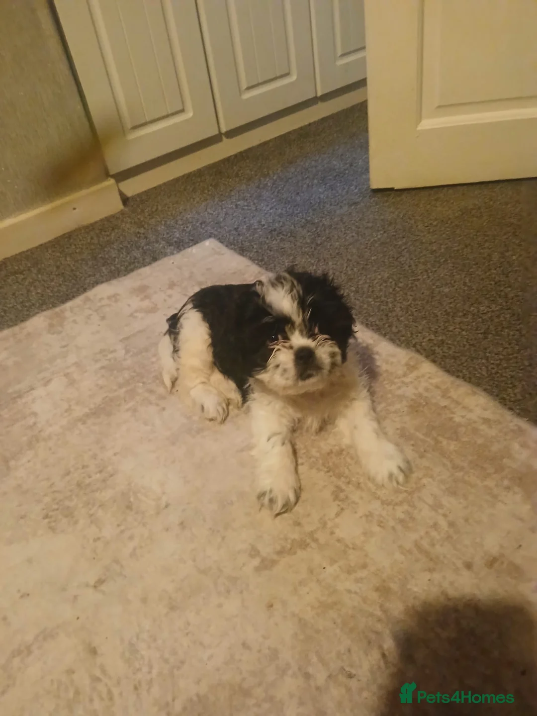 Shih Tzu dogs for sale: 2 shih tzu boys left - Advert 5